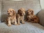 Úžasné dieťa Cavapoo pripravené na nový domov – fotka 2