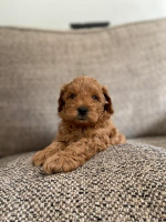 Úžasné dieťa Cavapoo pripravené na nový domov – fotka 3