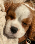 Krásny kavalier King Charles, – fotka 2