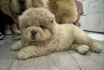 Krásne šteniatka Chow Chow, – fotka 2