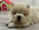 Krásne šteniatka Chow Chow, – fotka 3