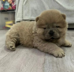 Krásne šteniatka Chow Chow, – fotka 4
