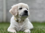 Zlatý retriever šteniatka s PP – fotka 3