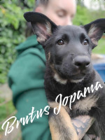Šteniatka nemeckého ovčiaka s PP – fotka 2