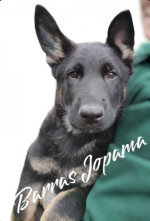 Šteniatka nemeckého ovčiaka s PP – fotka 3