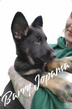 Šteniatka nemeckého ovčiaka s PP – fotka 4