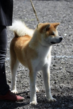 Šteniatko japonskej akity – fotka 2