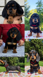 Dachshunds – fotka 2