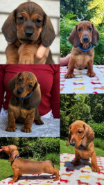 Dachshunds – fotka 3