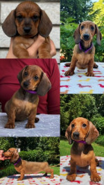 Dachshunds – fotka 4