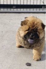 Cau Cau Chow Chow Cattle of both sexes – fotka 2