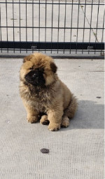 Cau Cau Chow Chow Cattle of both sexes – fotka 3