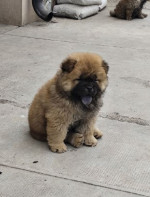Cau Cau Chow Chow Cattle of both sexes – fotka 4