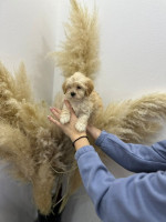 Maltipoo of top genetics – fotka 2