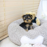 Šteniatka Yorkie na adopciu – fotka 2