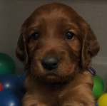 Šteniatka Smart Irish Setter. – fotka 2