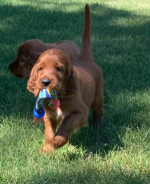 Šteniatka Smart Irish Setter. – fotka 3