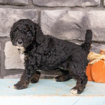 Cute Doodle puppies – fotka 2