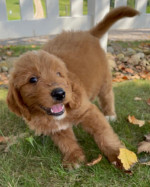 Cute Doodle puppies – fotka 3