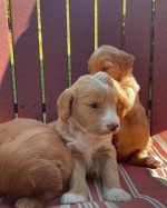 Cute Doodle puppies – fotka 4