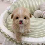 Roztomilé šteniatka Maltipoo – fotka 2