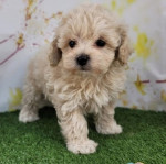 Roztomilé šteniatka Maltipoo – fotka 3