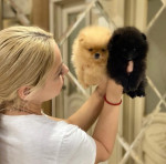 Šteniatka pomeranian pre milujúce domovy. – fotka 2