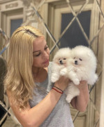 Šteniatka pomeranian pre milujúce domovy. – fotka 3