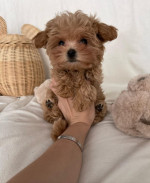Krásne šteniatka psa a sučky Maltipoo. – fotka 2