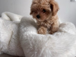 Krásne šteniatka psa a sučky Maltipoo. – fotka 3