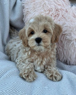 Nádherné mini šteniatka Maltipoo s rodokmeňom – fotka 2