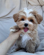 Nádherné mini šteniatka Maltipoo s rodokmeňom – fotka 3