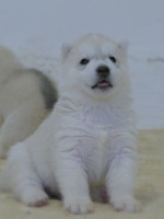 Siberian Husky puppies – fotka 2