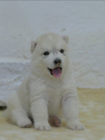 Siberian Husky puppies – fotka 3
