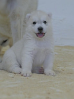 Siberian Husky puppies – fotka 4