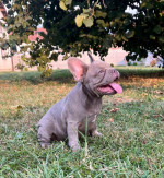  Exotic French Bulldogs – fotka 2