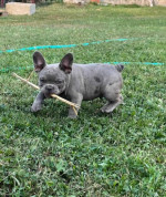  Exotic French Bulldogs – fotka 3