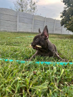  Exotic French Bulldogs – fotka 4