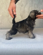 Miniature Schnauzer – fotka 2