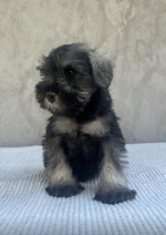 Miniature Schnauzer – fotka 3