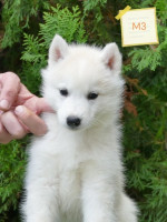 Siberian Husky puppies – fotka 2