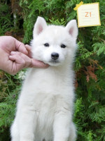 Siberian Husky puppies – fotka 3
