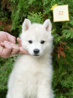 Siberian Husky puppies – fotka 4