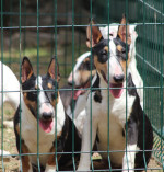 Mini bull terriers – fotka 2