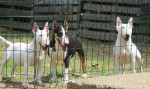 Mini bull terriers – fotka 3