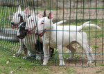 Mini bull terriers – fotka 4