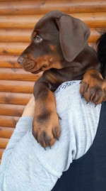 doberman šteniatka – fotka 2