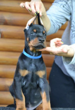 doberman šteniatka – fotka 3