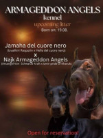 doberman šteniatka – fotka 4