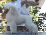 Biely miniatúrny pudel šteniatka – fotka 2